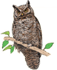 owl